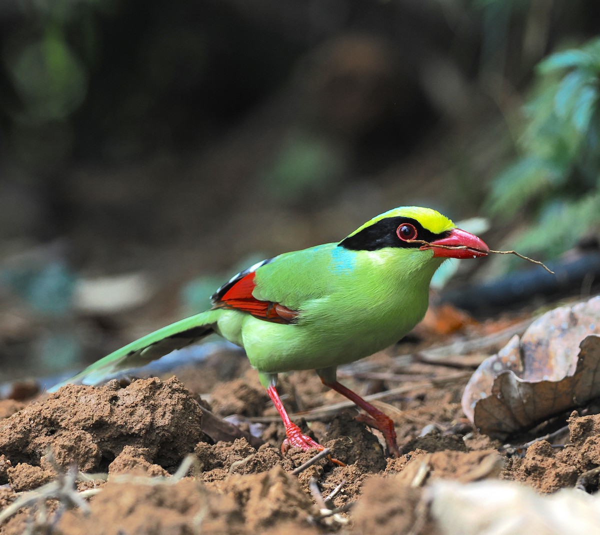 Urraca Verde Común (grupo chinensis) - ML637710340