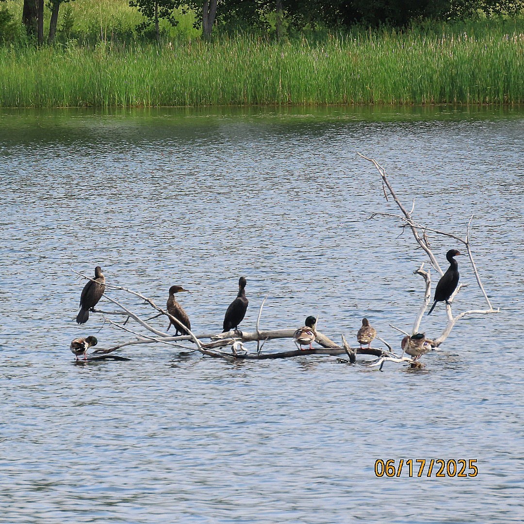 Cormorán Orejudo - ML637710343