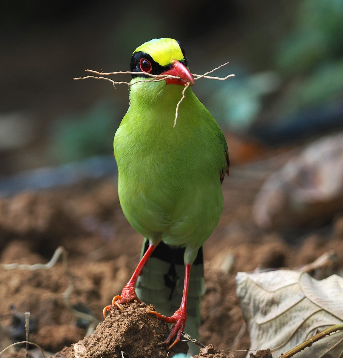 Urraca Verde Común (grupo chinensis) - ML637710347