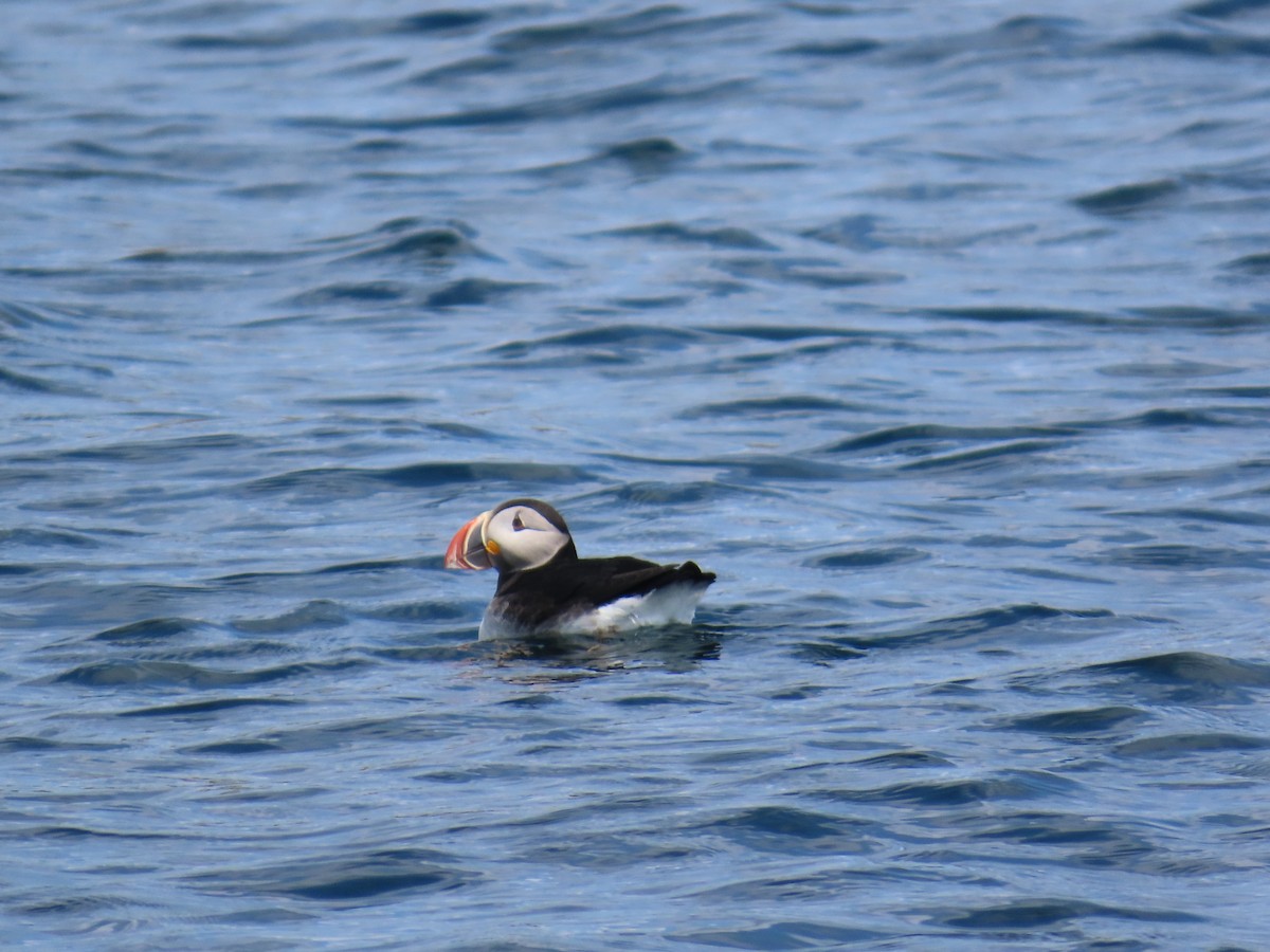 Atlantic Puffin - ML637710374