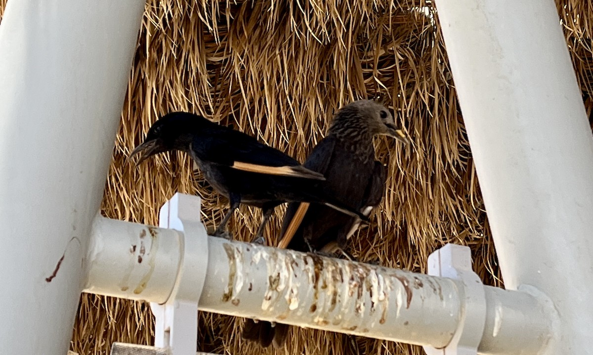 Tristram's Starling - ML637710413