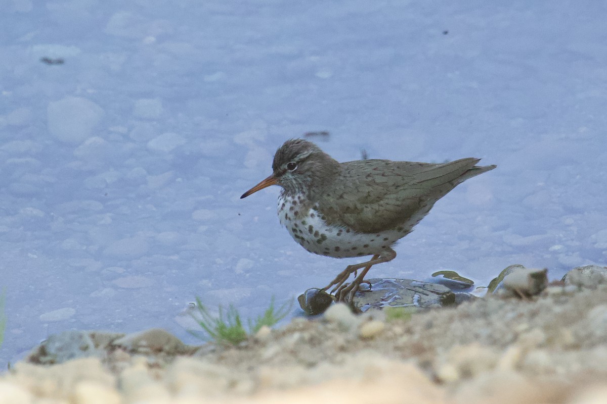 flekksnipe - ML637710474