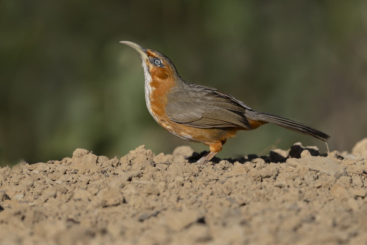 Rusty-cheeked Scimitar-Babbler - ML637710515
