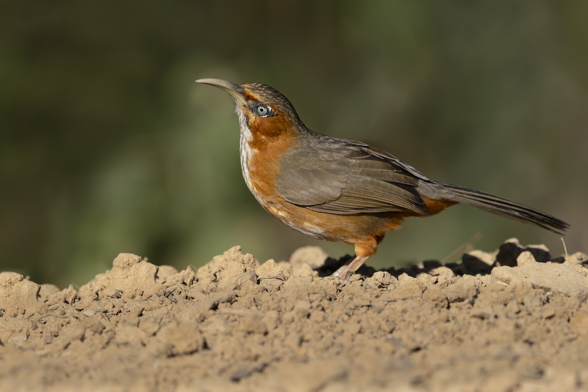 Rusty-cheeked Scimitar-Babbler - ML637710518