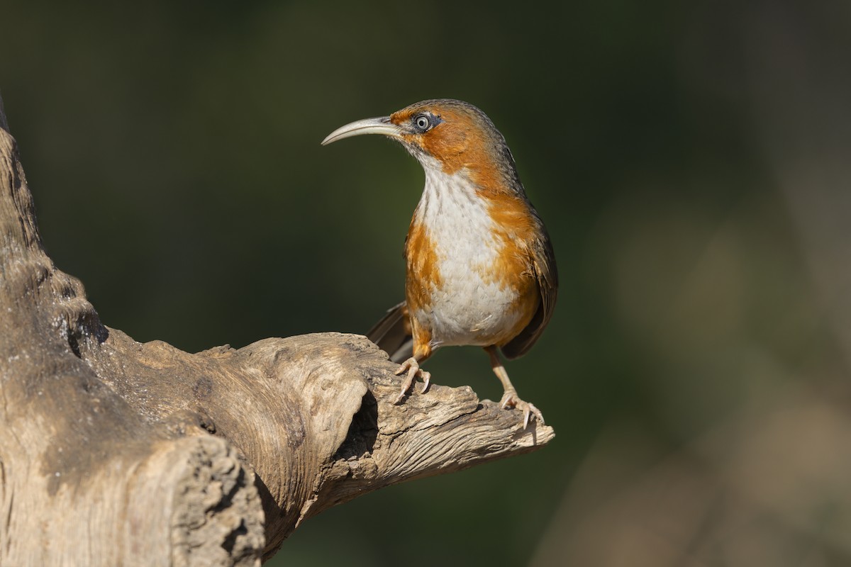 Rusty-cheeked Scimitar-Babbler - ML637710519