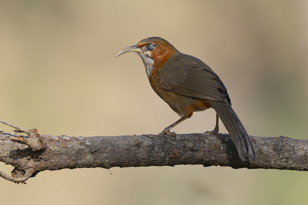 Rusty-cheeked Scimitar-Babbler - ML637710559