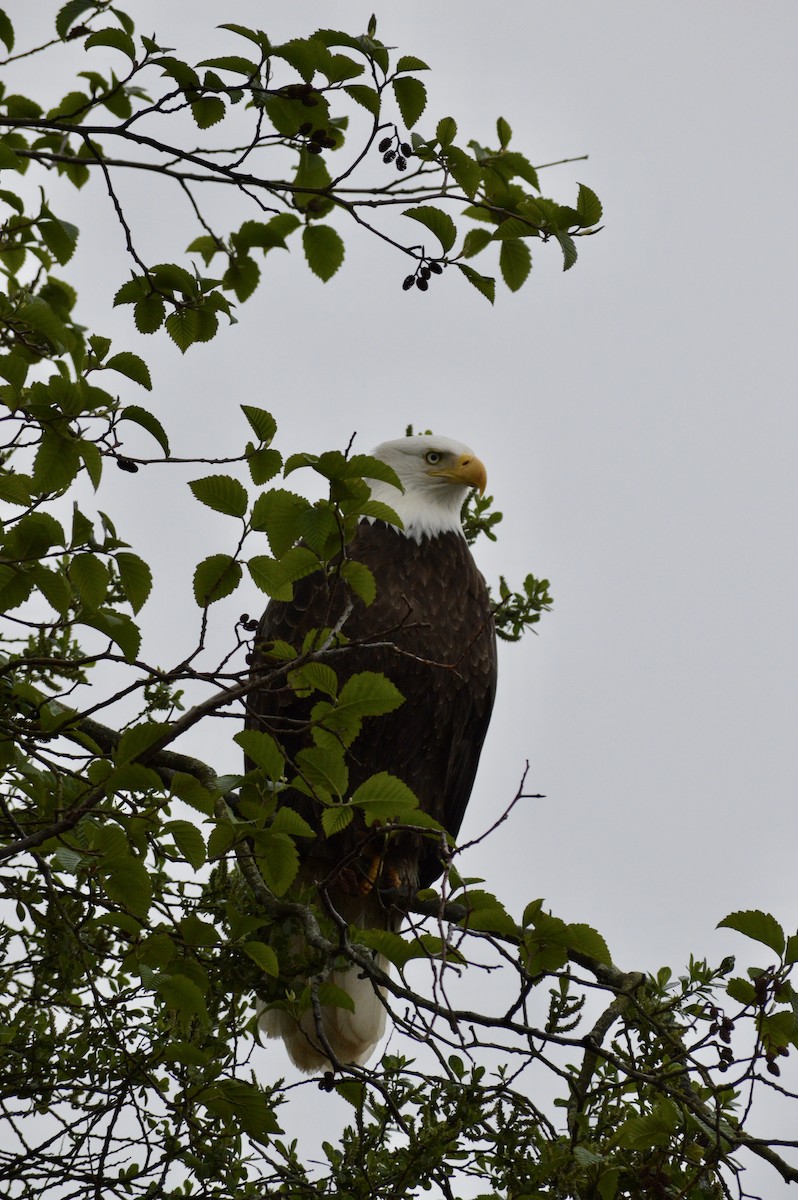Weißkopf-Seeadler - ML637710580
