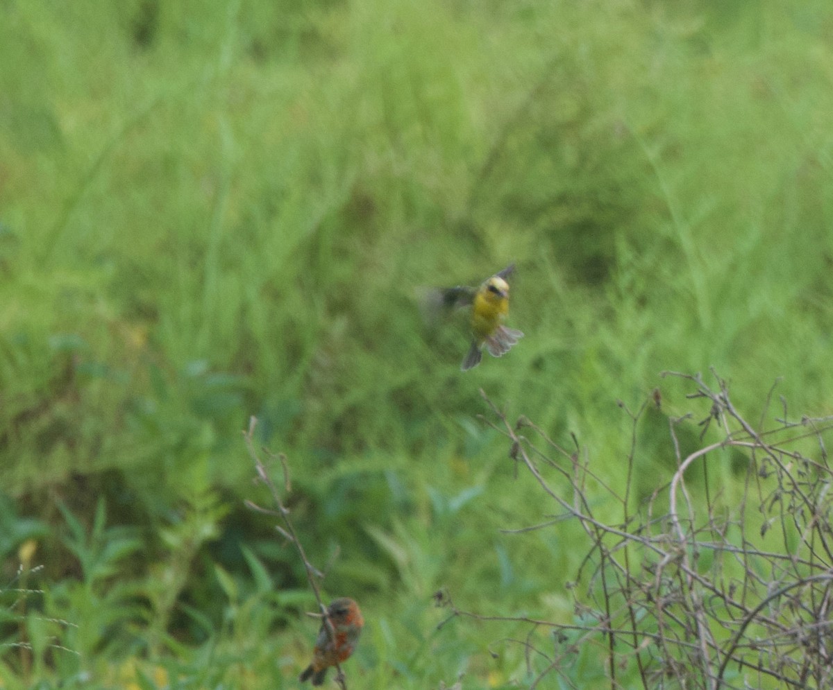 Eurasian Golden Oriole - ML637710629