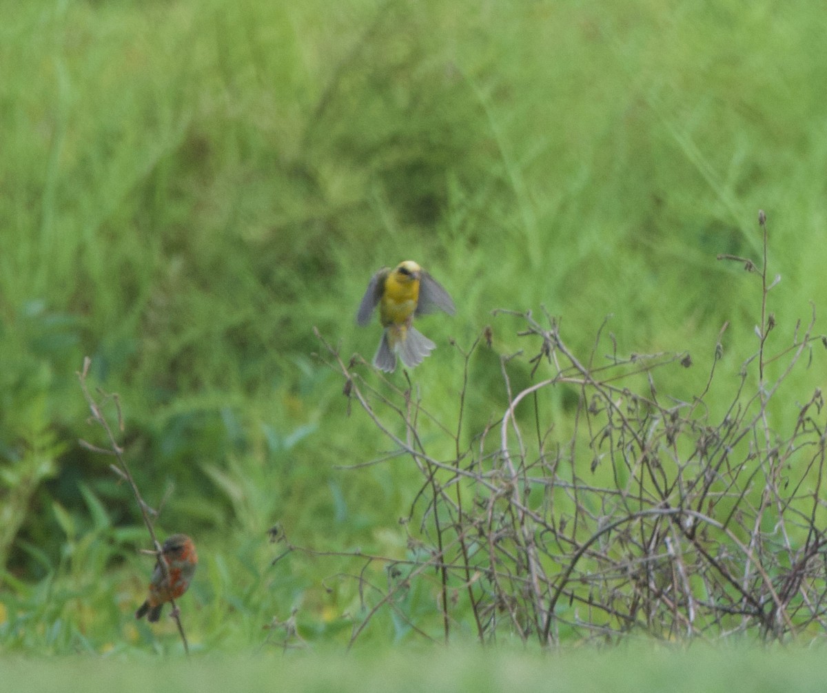 Eurasian Golden Oriole - ML637710644