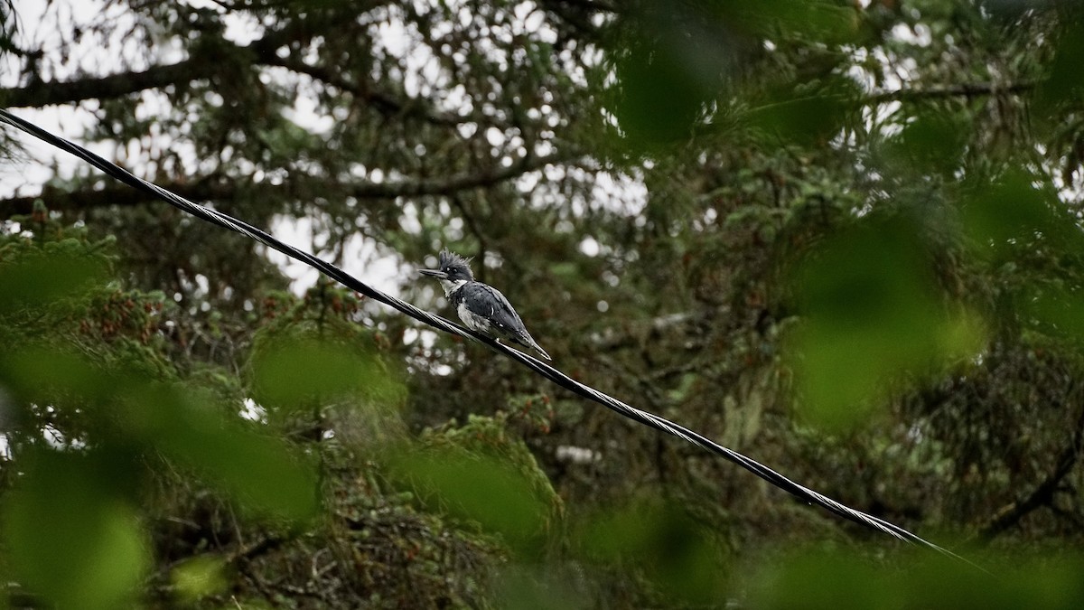 Gürtelfischer - ML637710650