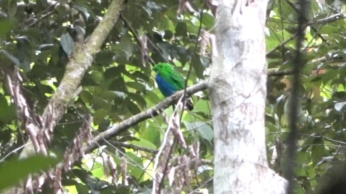 Hose's Broadbill - ML637710652