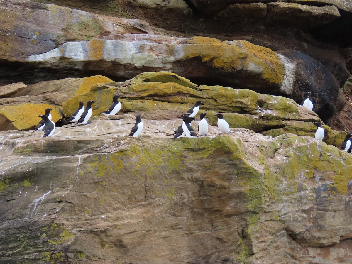 Razorbill - ML637710690