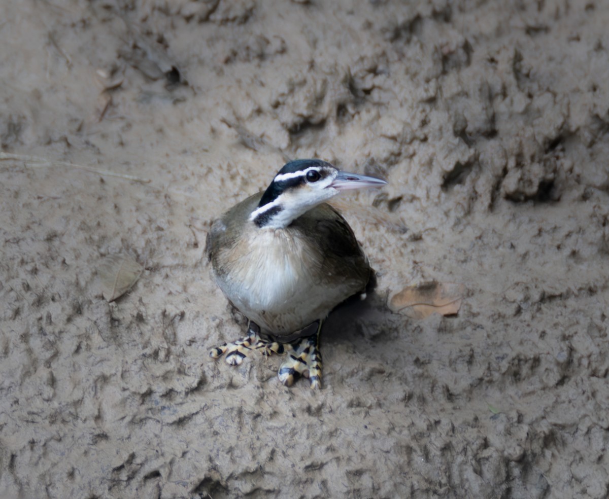 Sungrebe - ML637710718