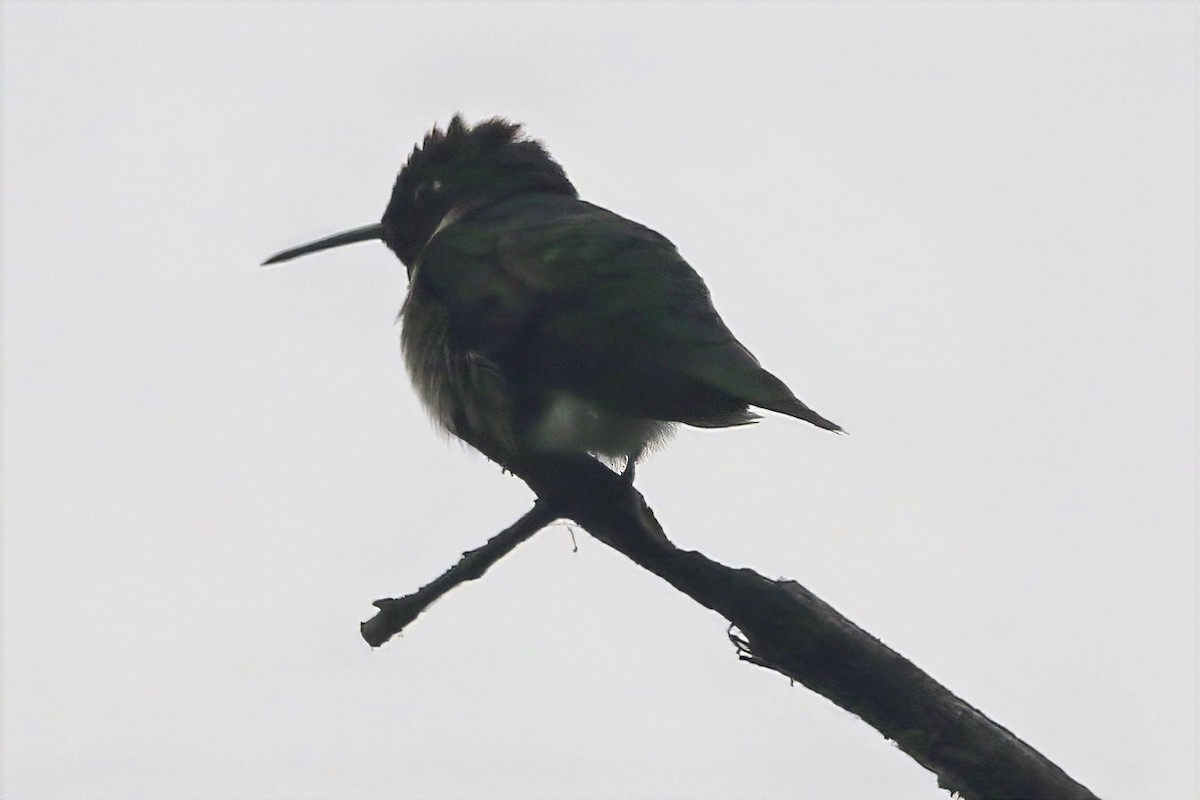 Ruby-throated Hummingbird - ML637710768