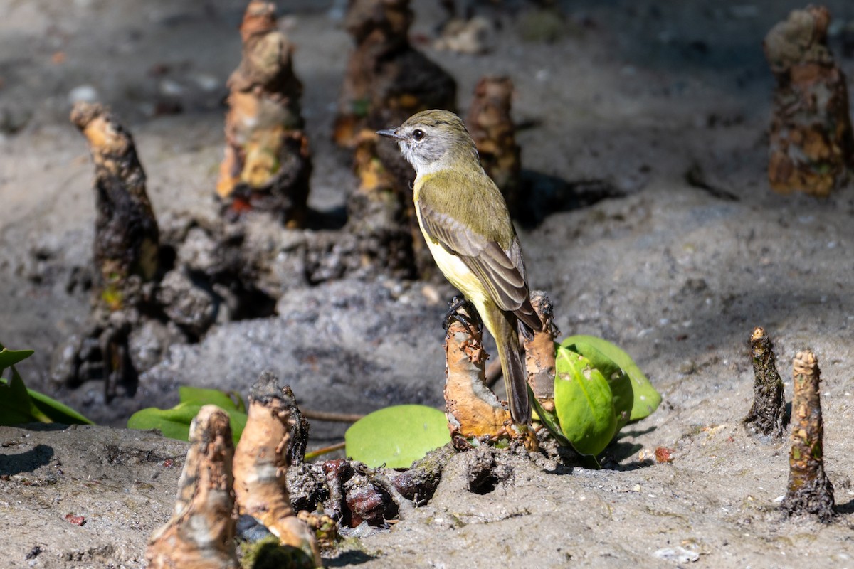 Lemon-bellied Flyrobin - ML637710772