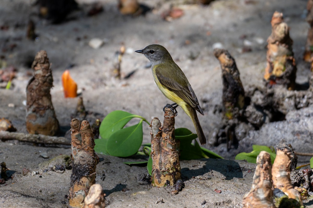 Lemon-bellied Flyrobin - ML637710773