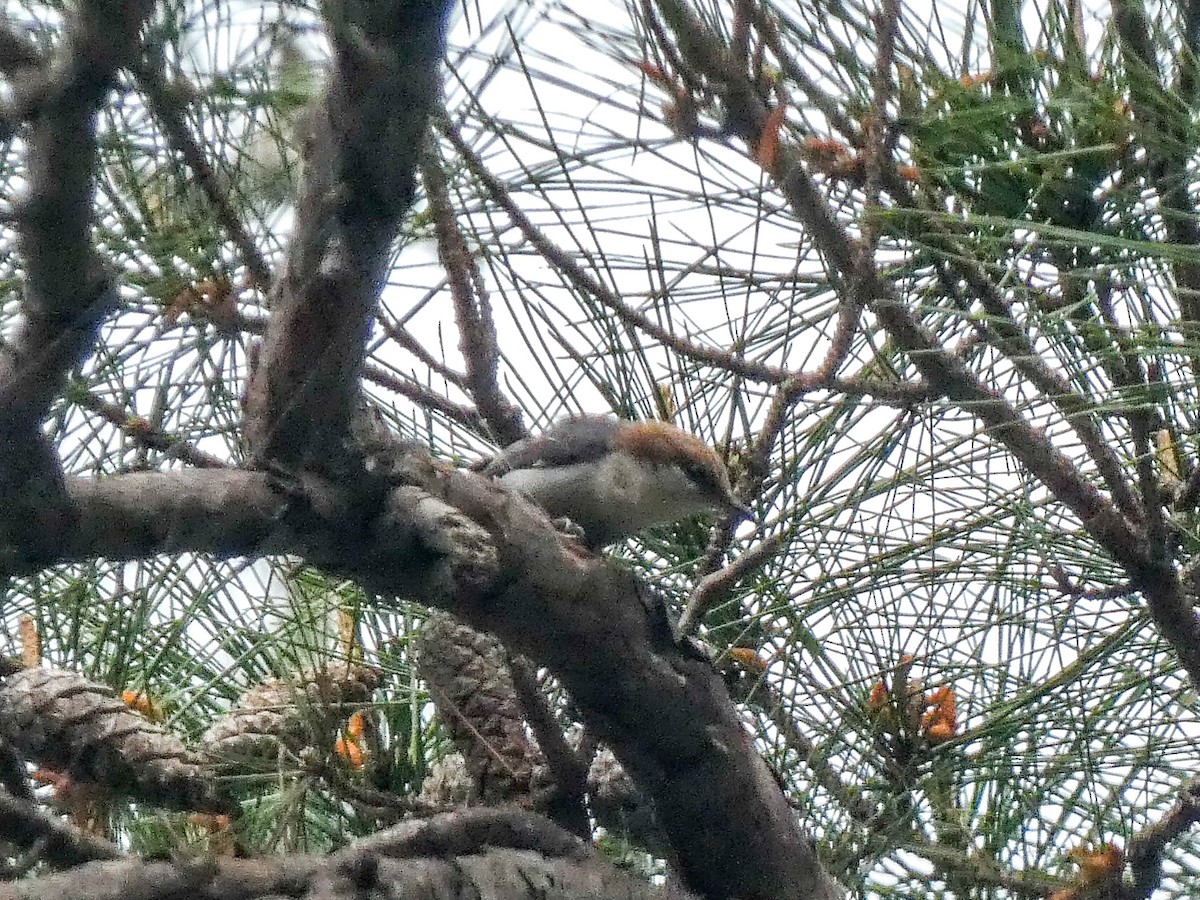 Brown-headed Nuthatch - ML637710788