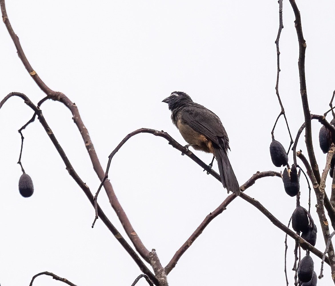 Cinnamon-bellied Saltator - ML637710793