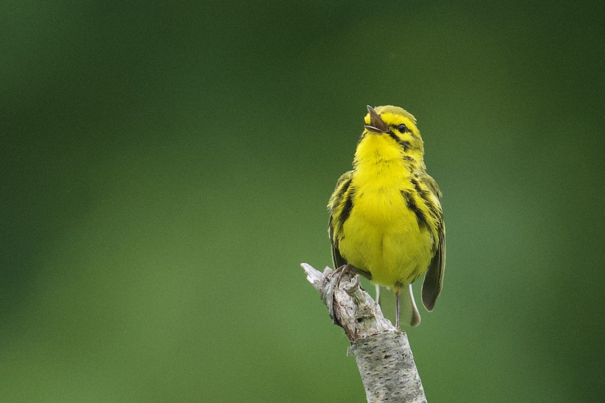 Prairie Warbler - ML637710829