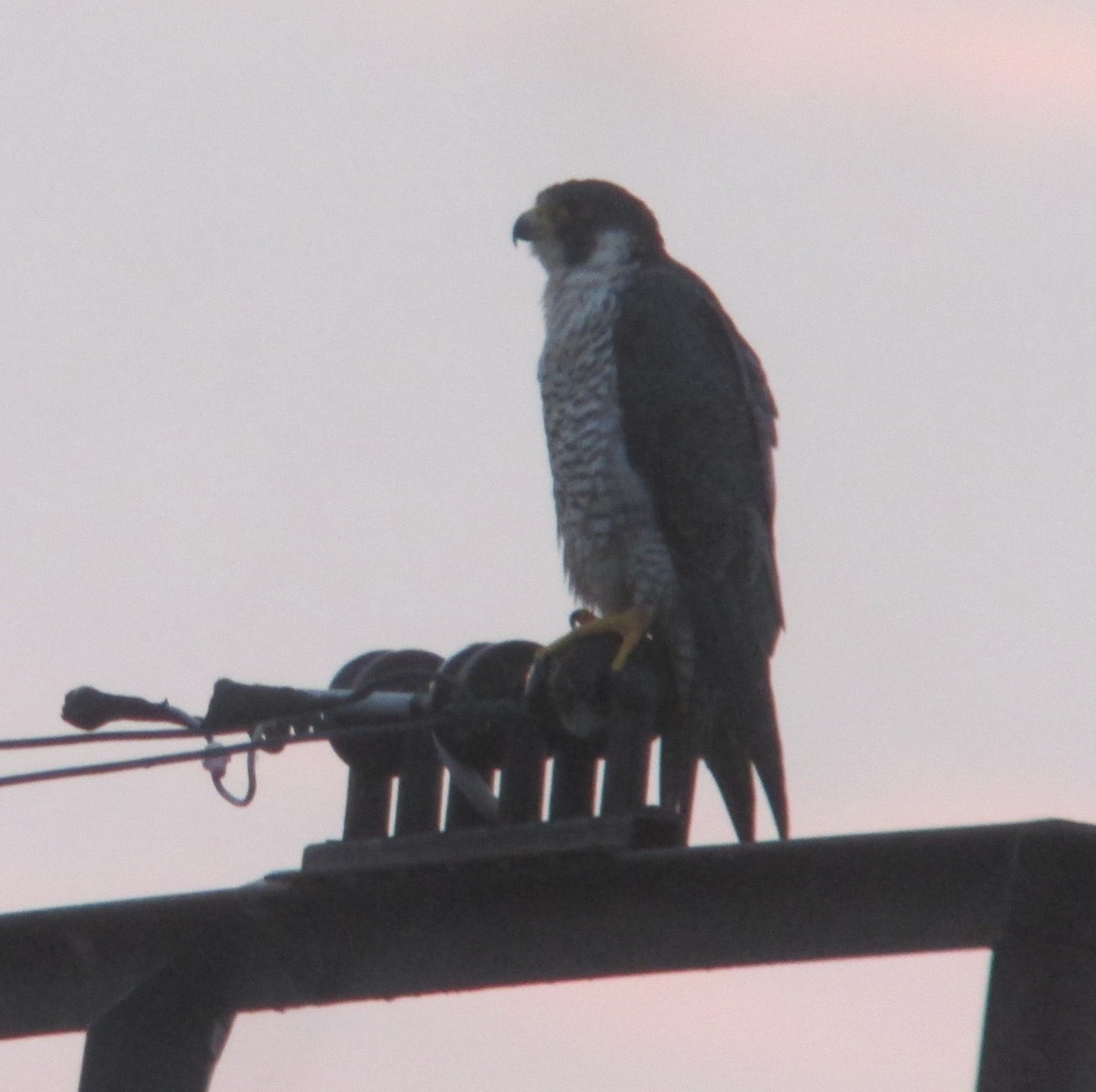 Peregrine Falcon - ML637710847