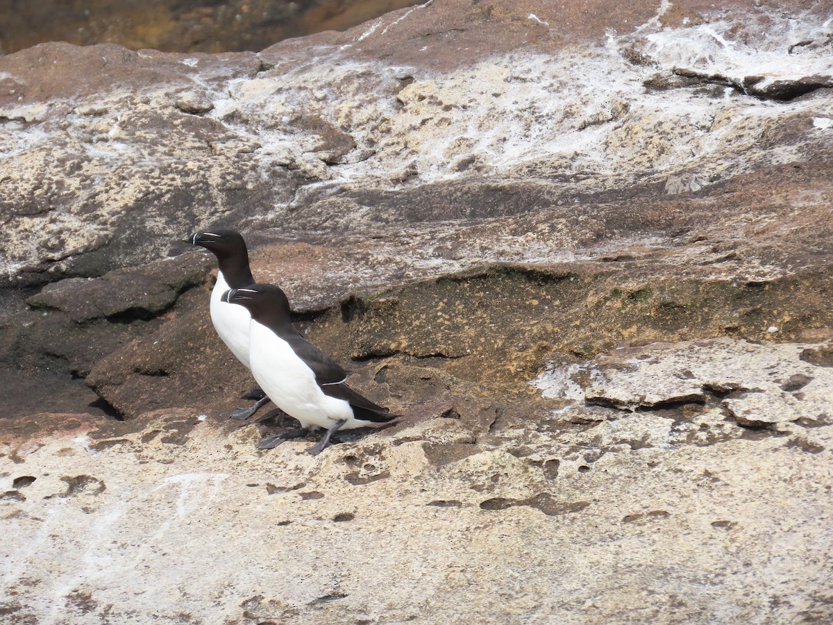 Razorbill - ML637710856