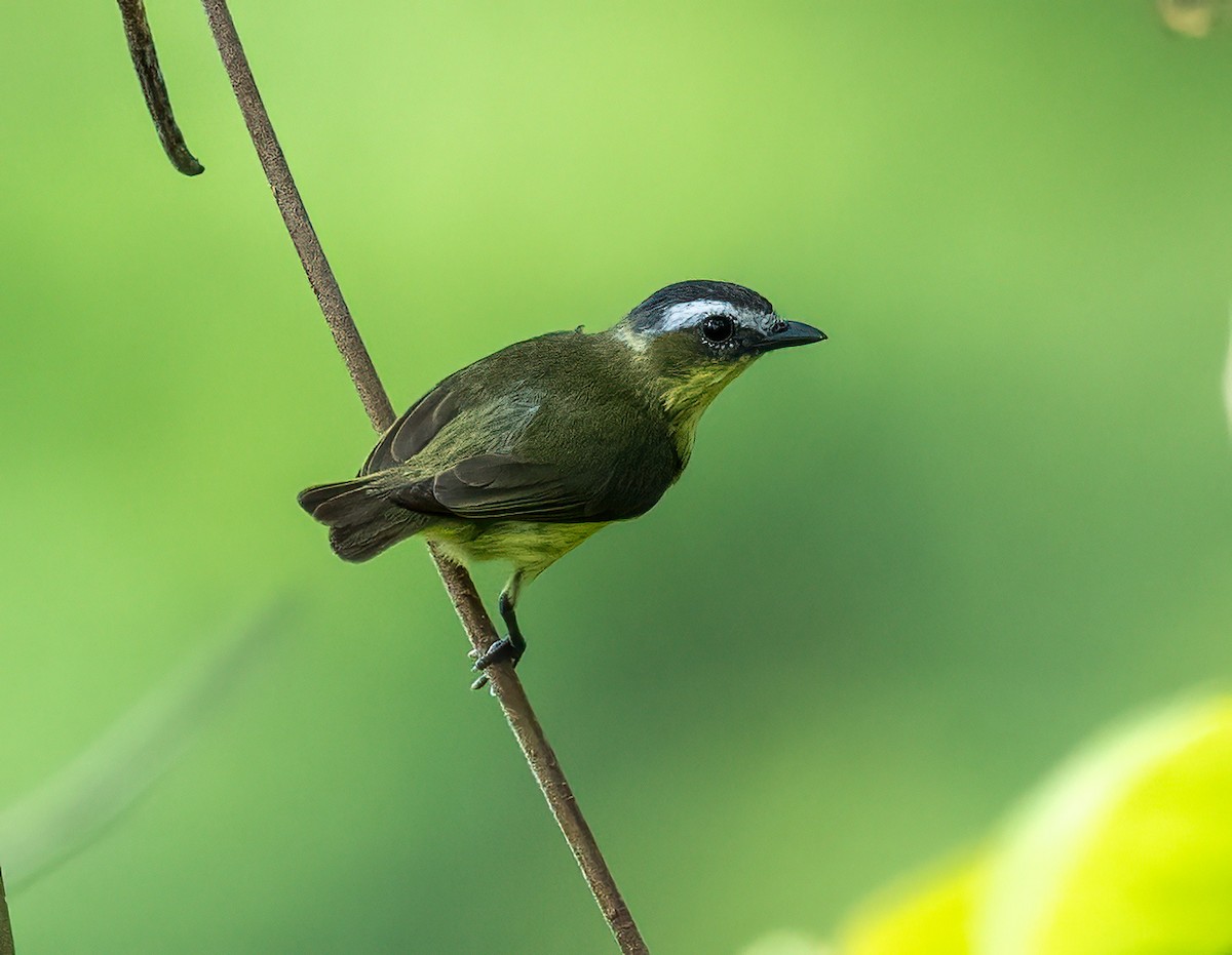 Yellow-bellied Tyrannulet - ML637710866