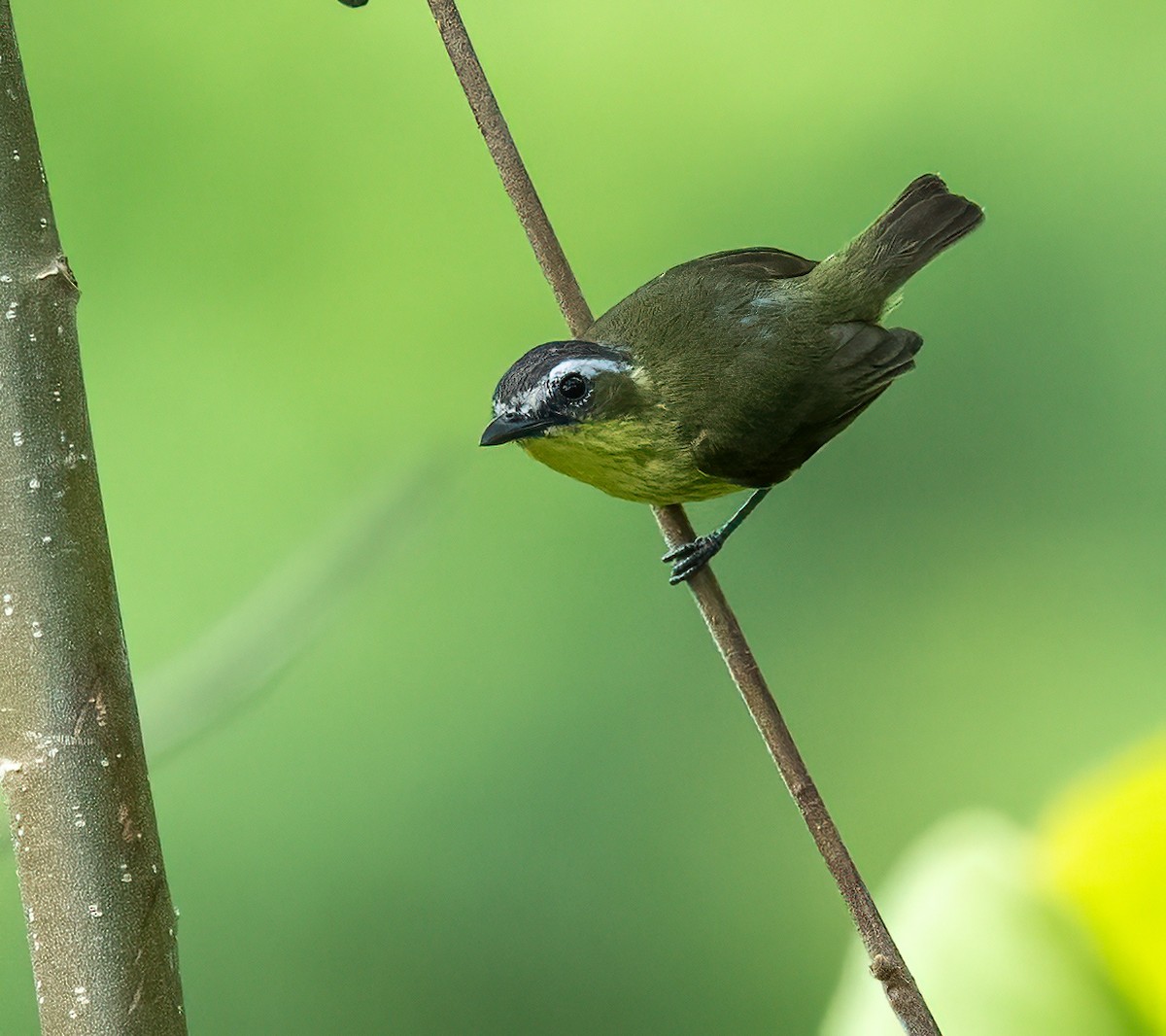 Yellow-bellied Tyrannulet - ML637710867