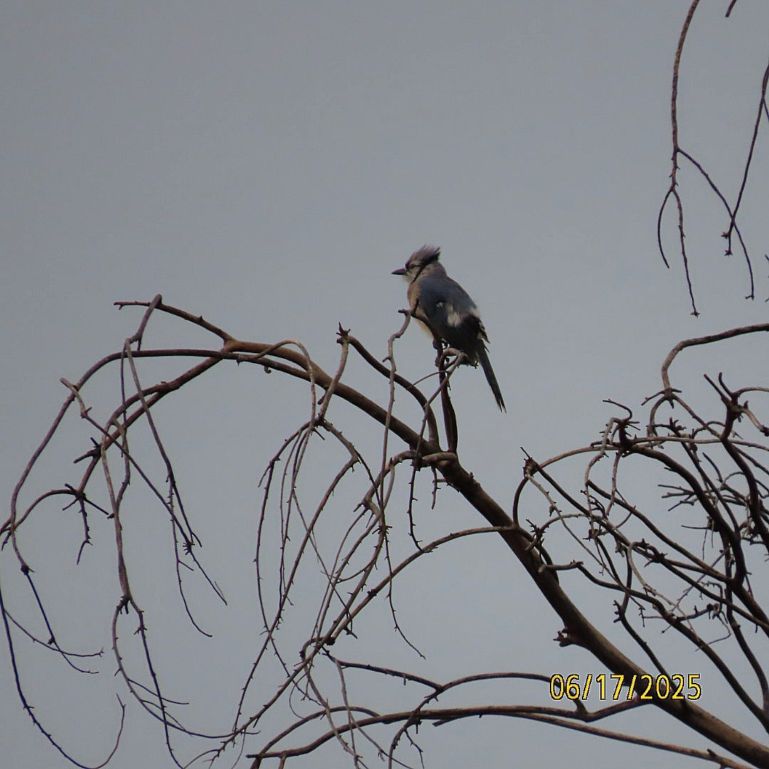 Blue Jay - ML637710868