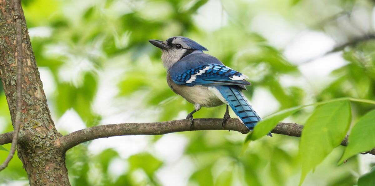 Blue Jay - ML637710873