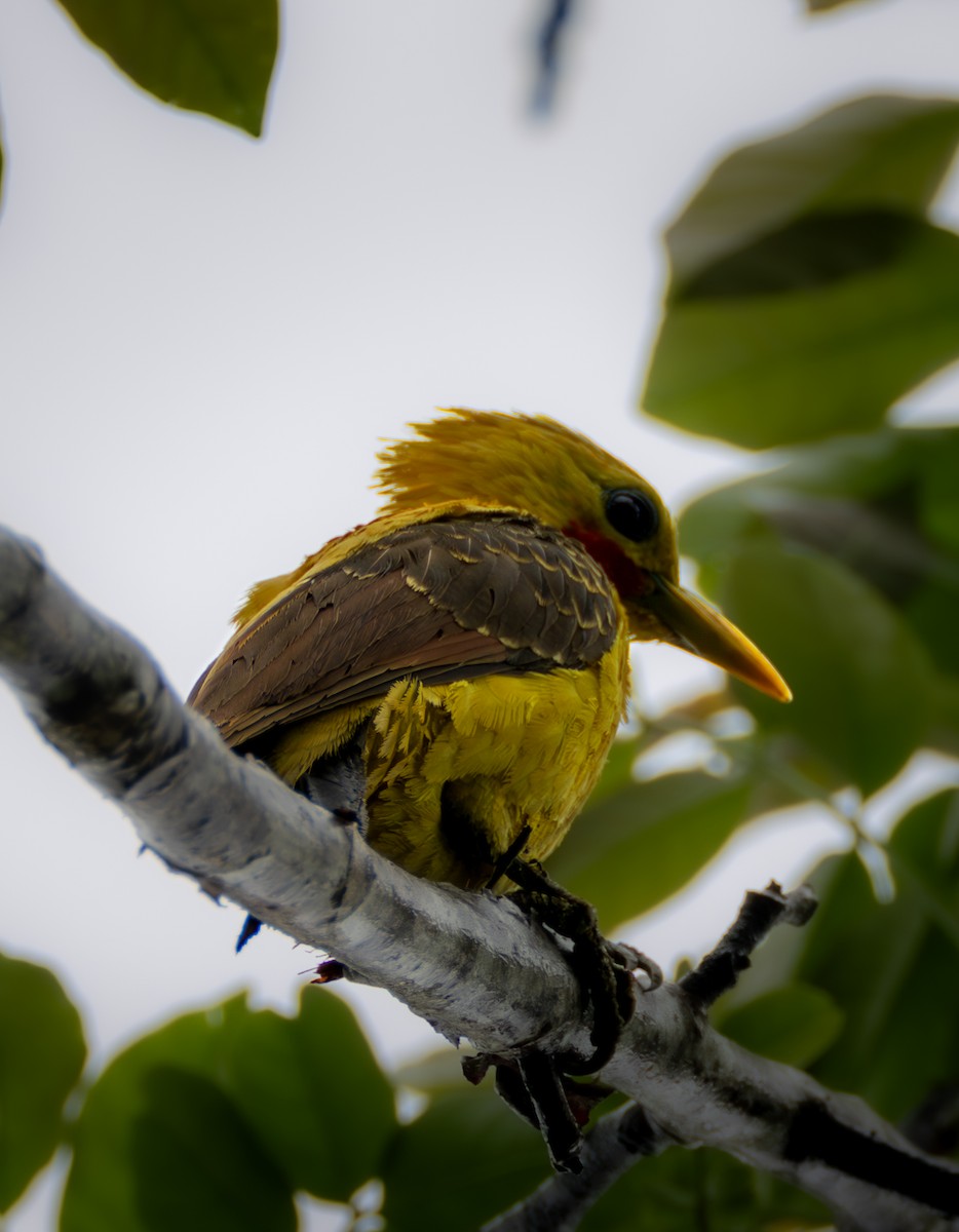 Cream-colored Woodpecker - ML637710880