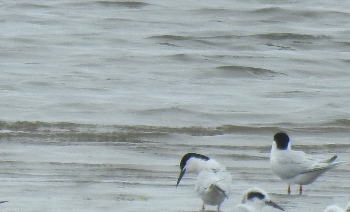 Roseate Tern - ML637710888