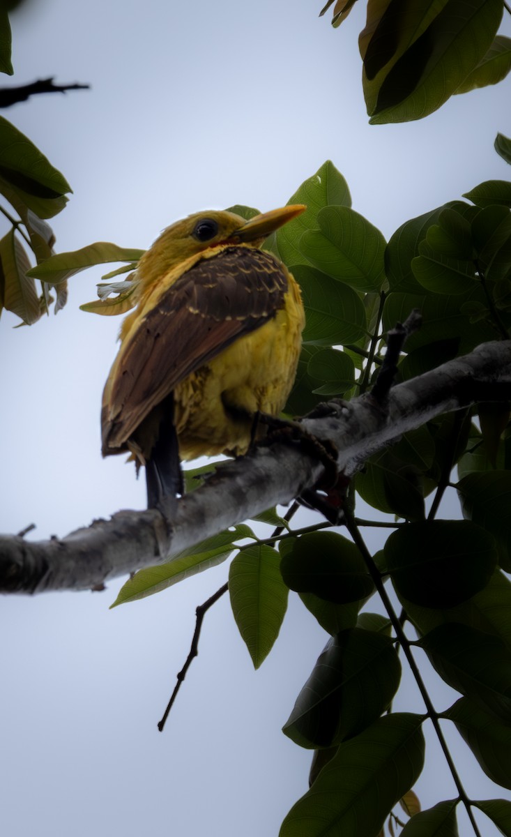Cream-colored Woodpecker - ML637710895