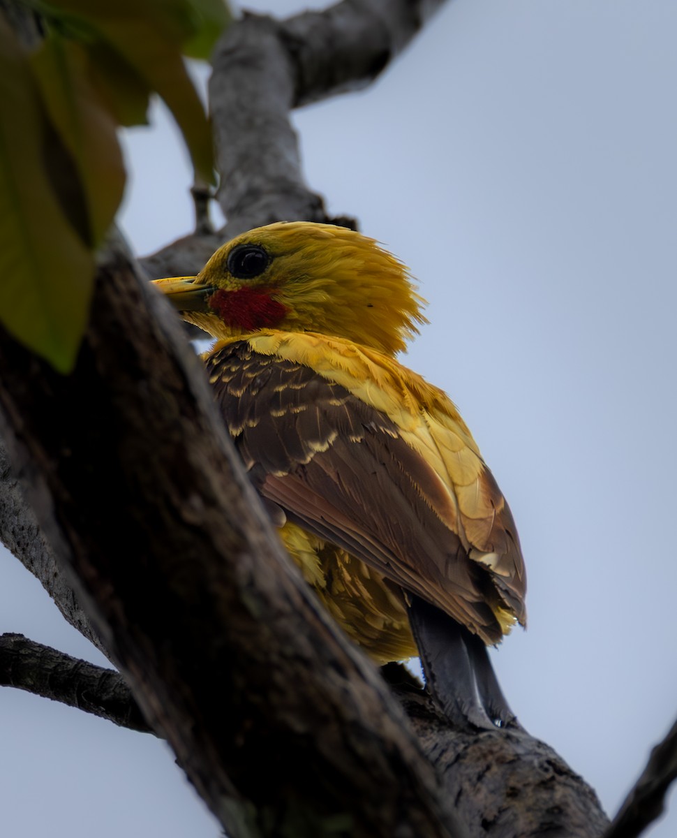 Cream-colored Woodpecker - ML637710897