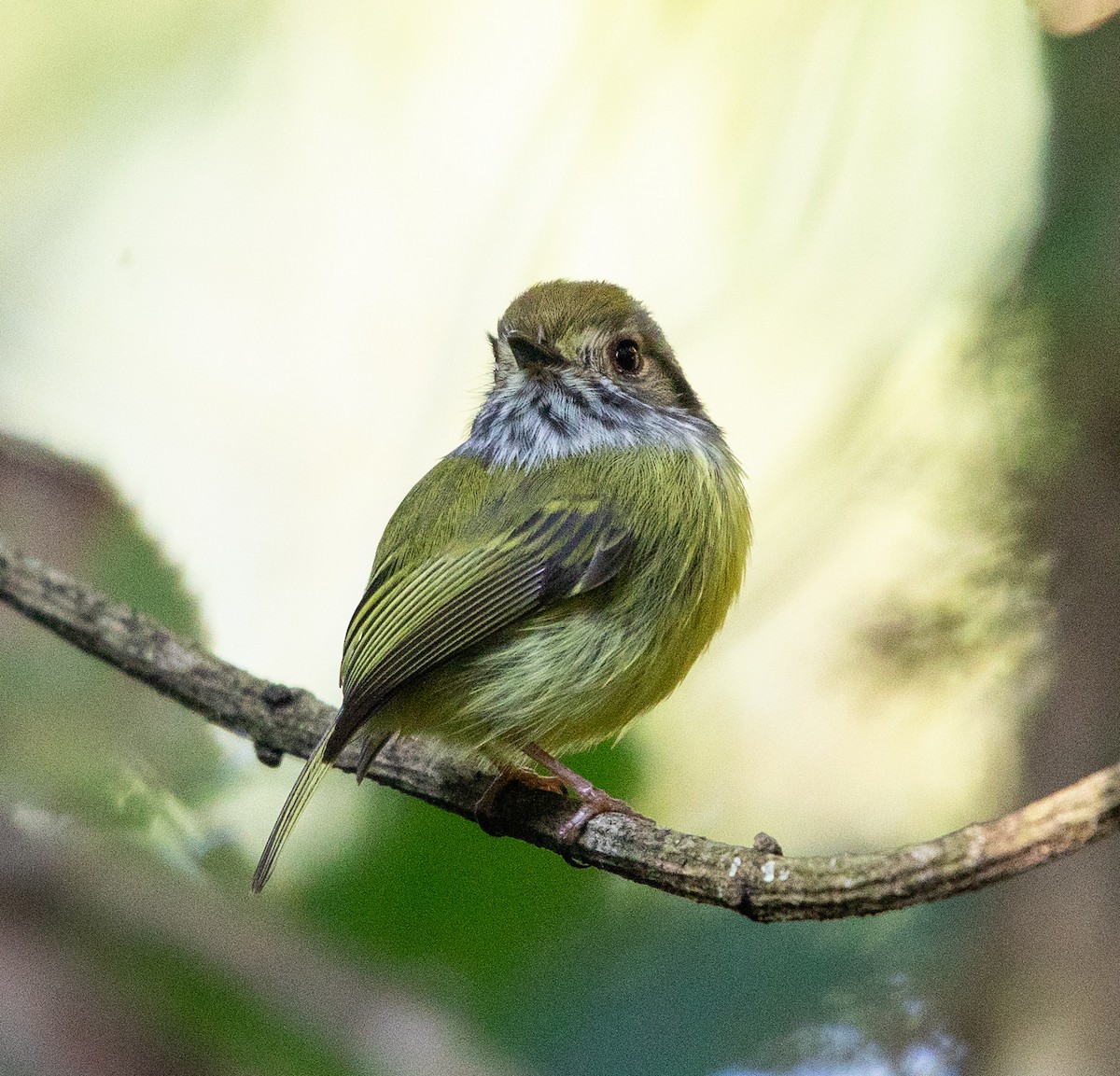 Eared Pygmy-Tyrant - ML637710902