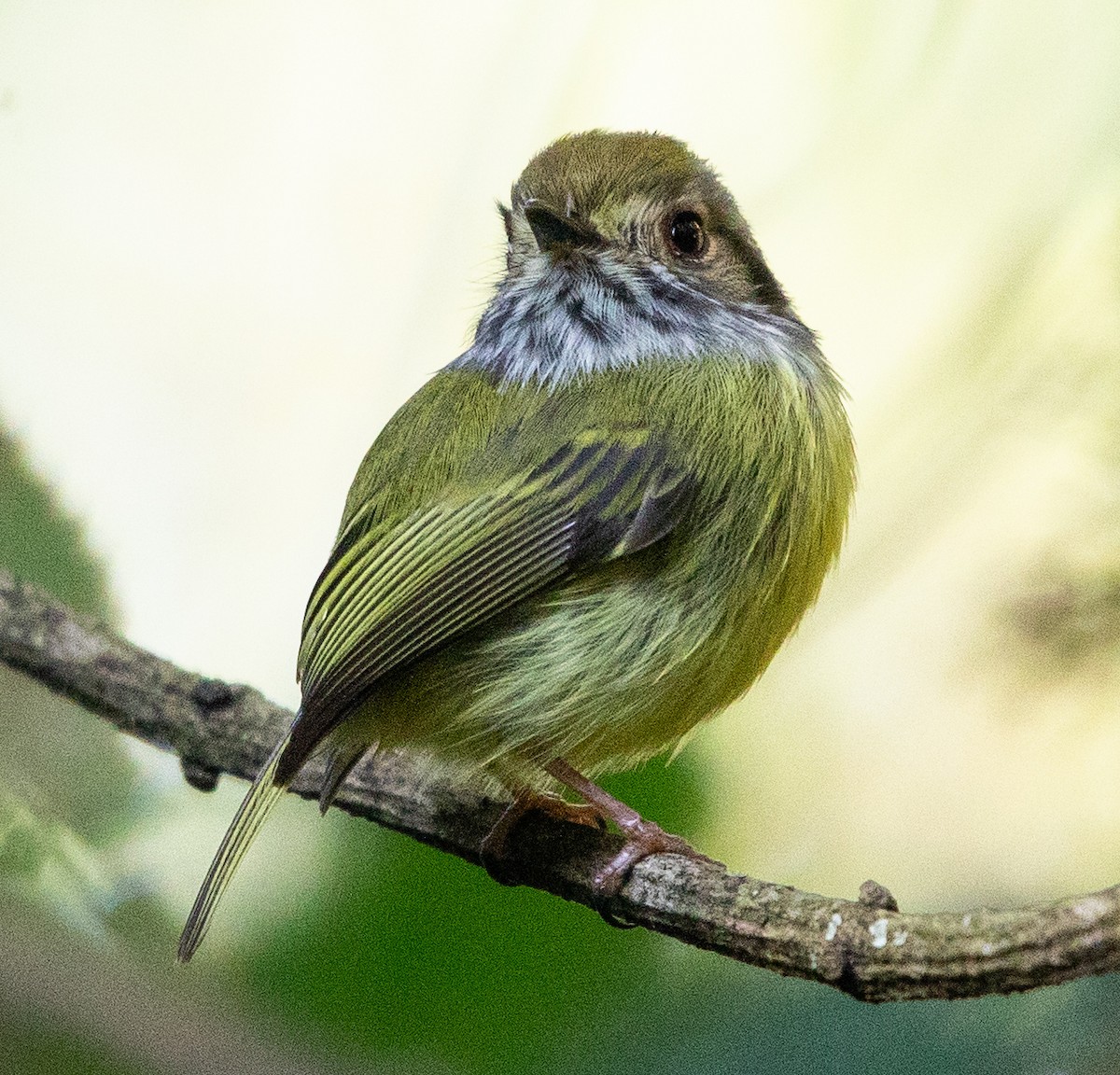 Eared Pygmy-Tyrant - ML637710903