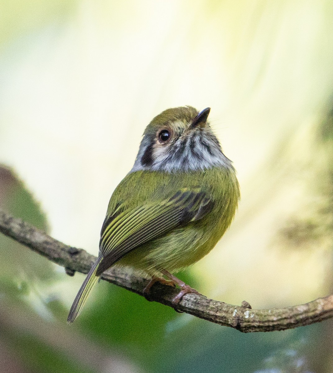 Eared Pygmy-Tyrant - ML637710904