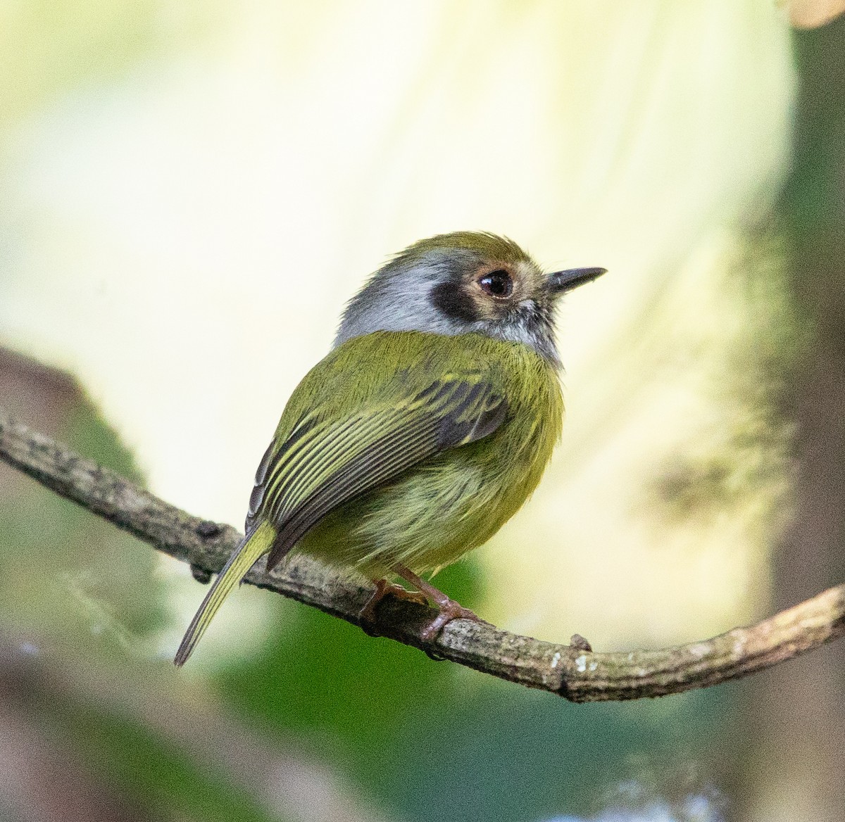 Eared Pygmy-Tyrant - ML637710905
