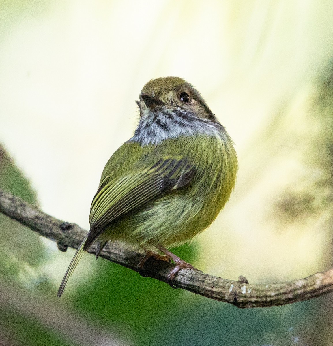 Eared Pygmy-Tyrant - ML637710906