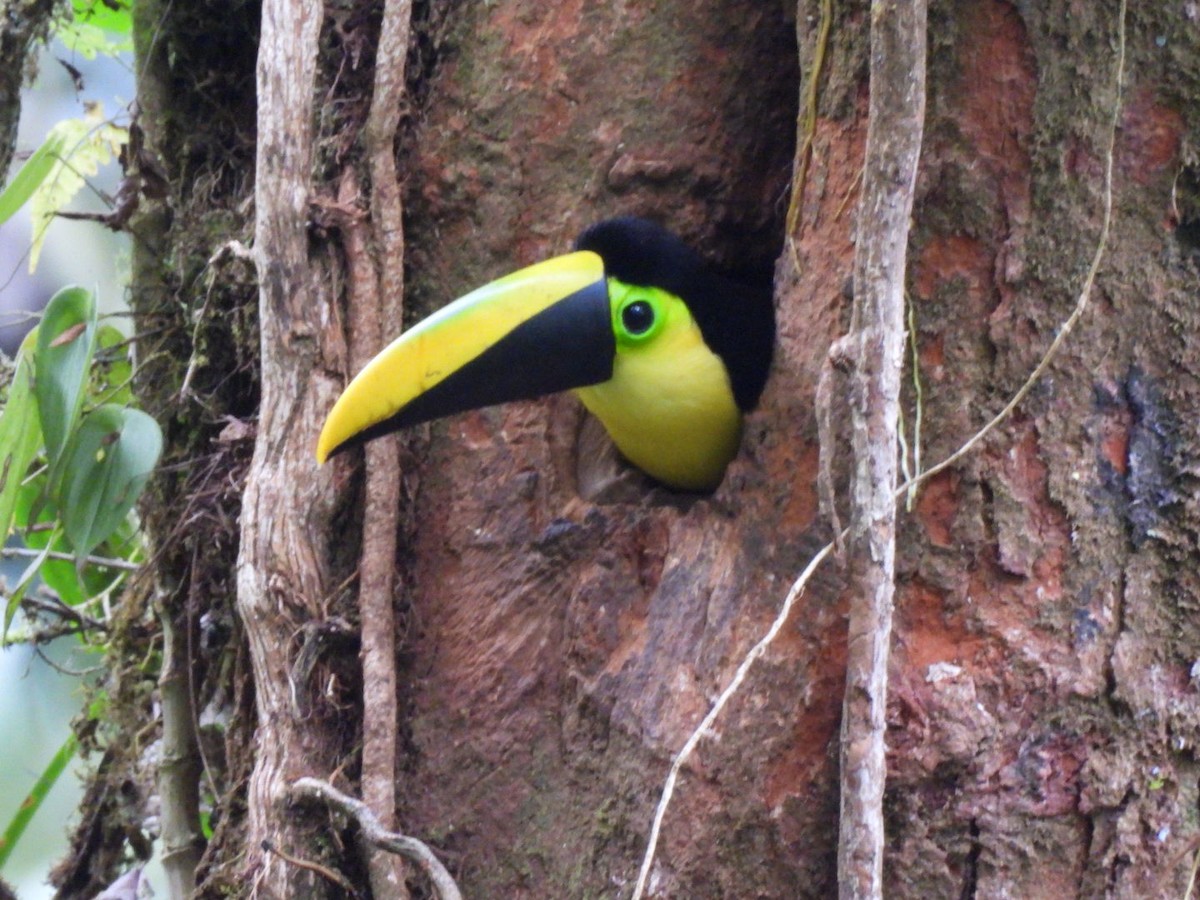 Choco Toucan - ML637710937