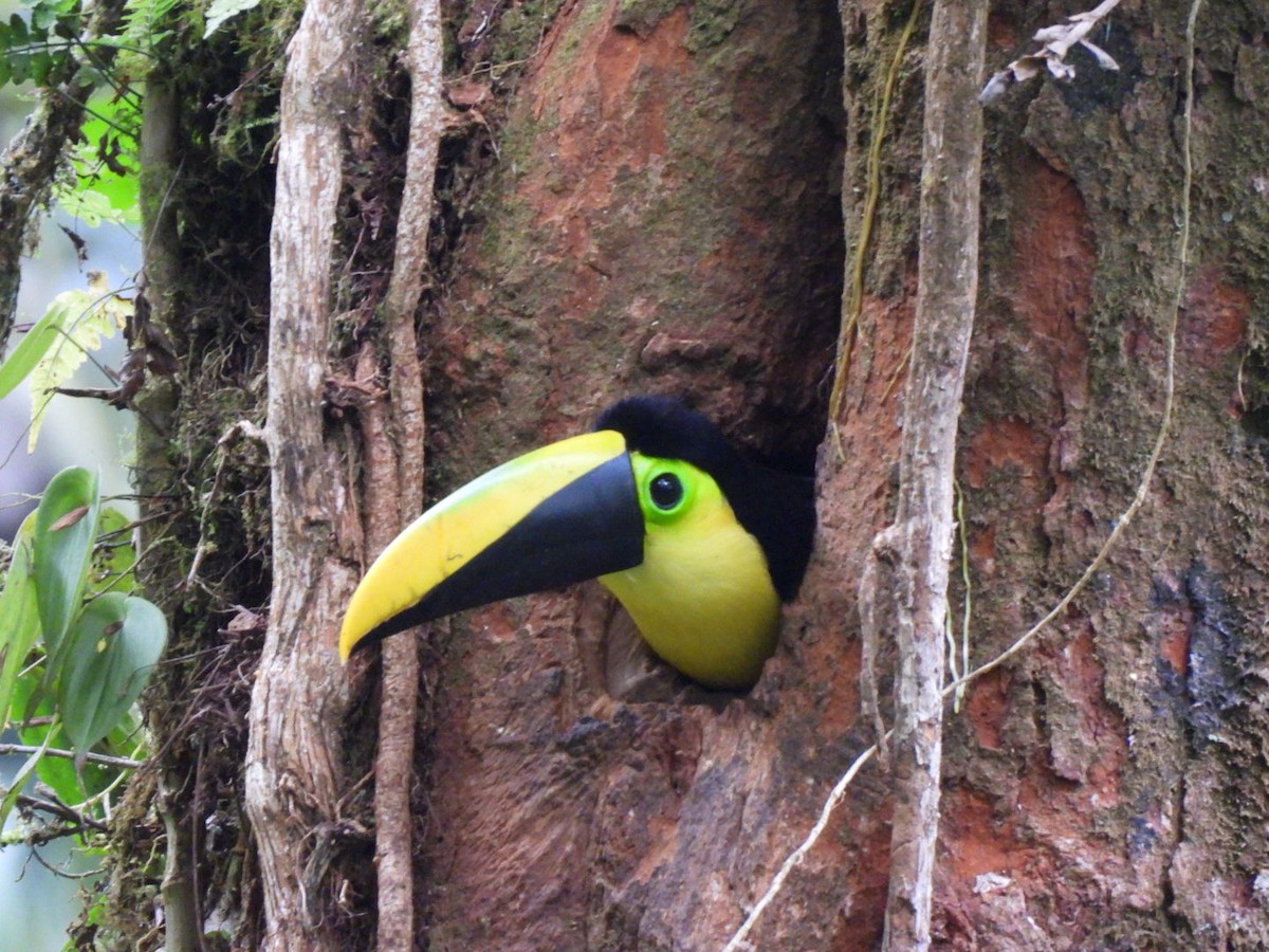 Choco Toucan - ML637710939