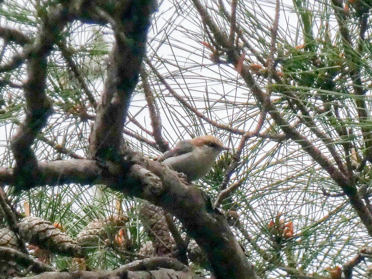 Brown-headed Nuthatch - ML637710976