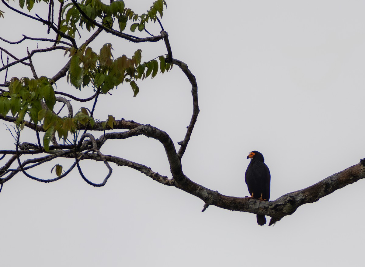Black Caracara - ML637710977