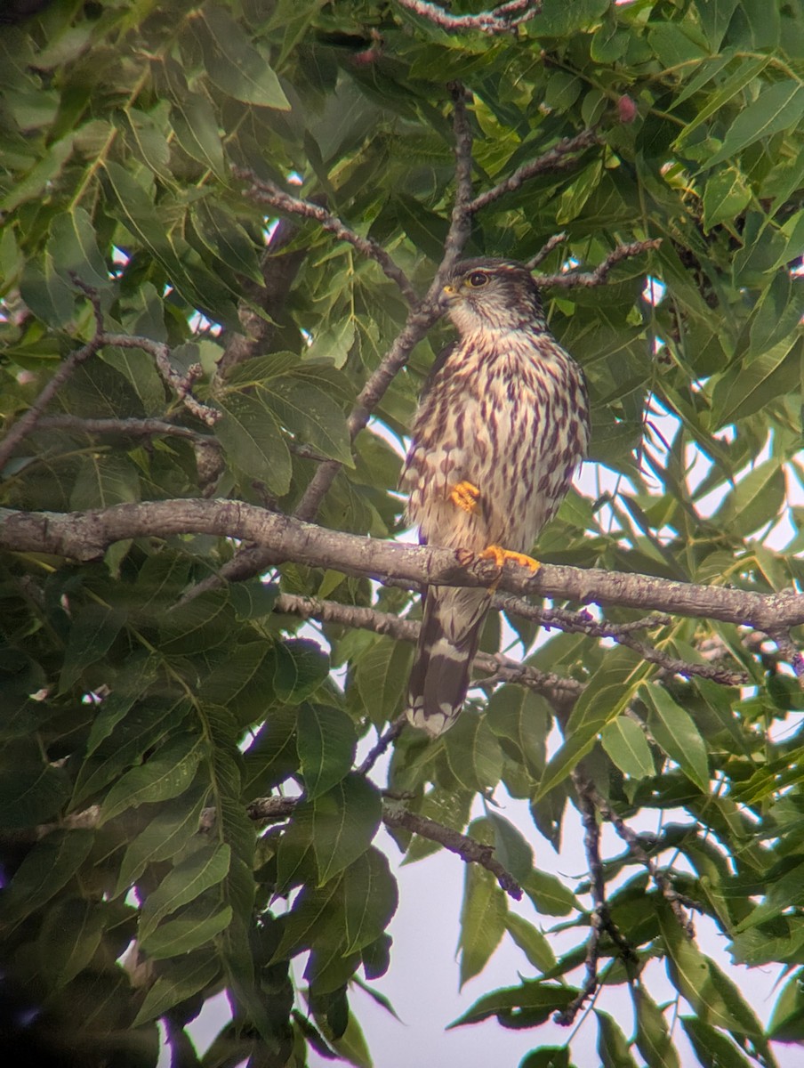 dřemlík tundrový - ML637711013