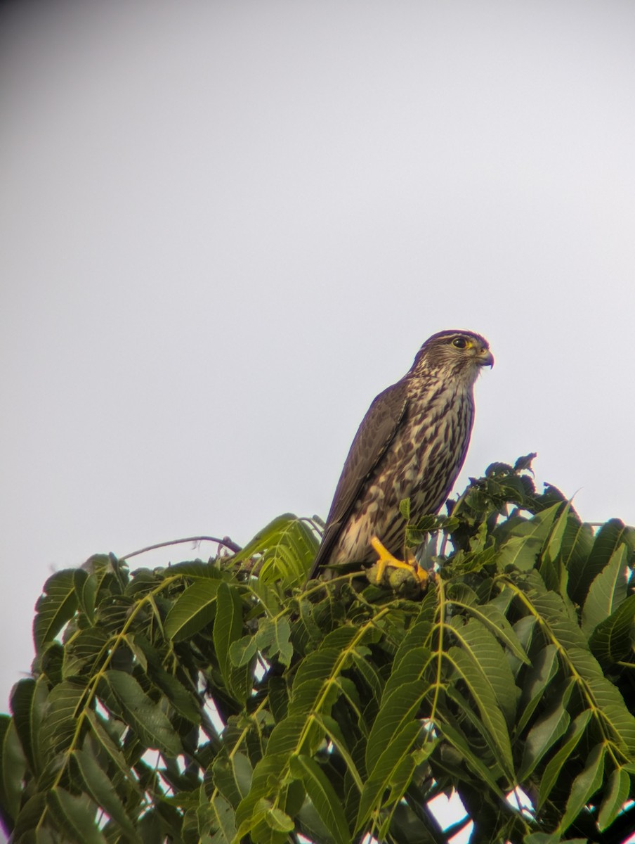 dřemlík tundrový - ML637711014