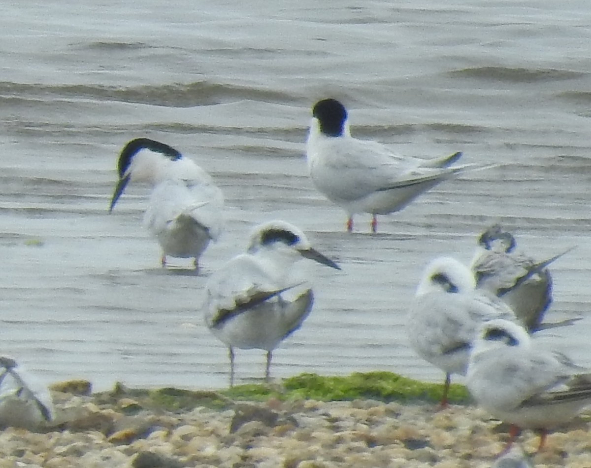 Roseate Tern - ML637711030
