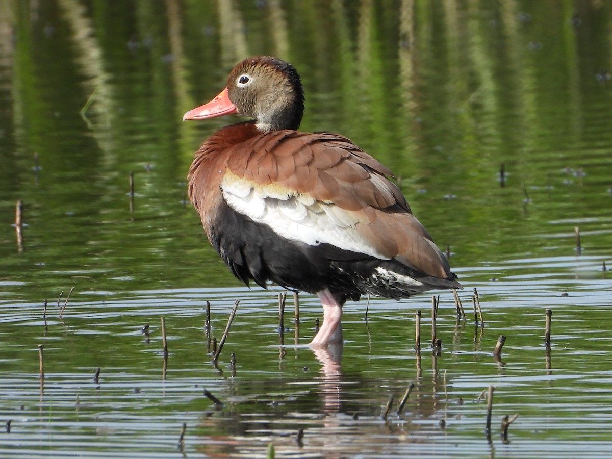 Dendrocygne à ventre noir - ML637711043