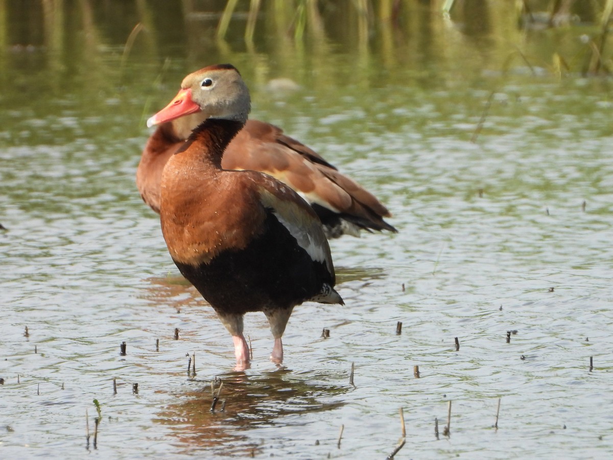 Dendrocygne à ventre noir - ML637711044