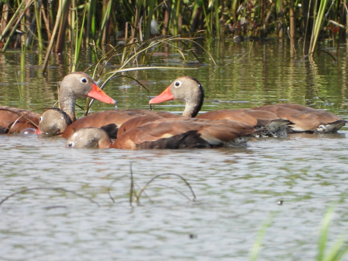 Dendrocygne à ventre noir - ML637711054