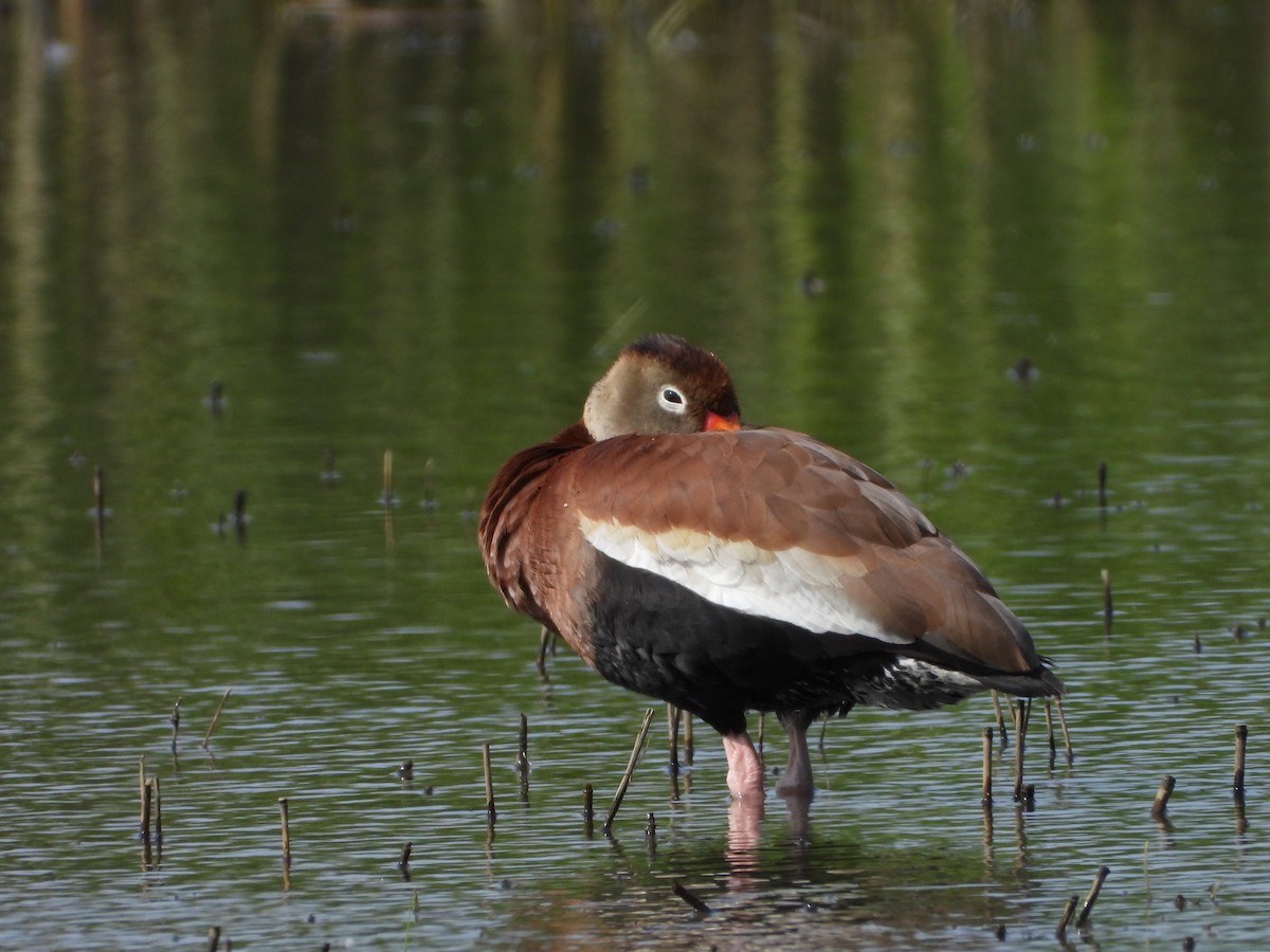 Dendrocygne à ventre noir - ML637711059