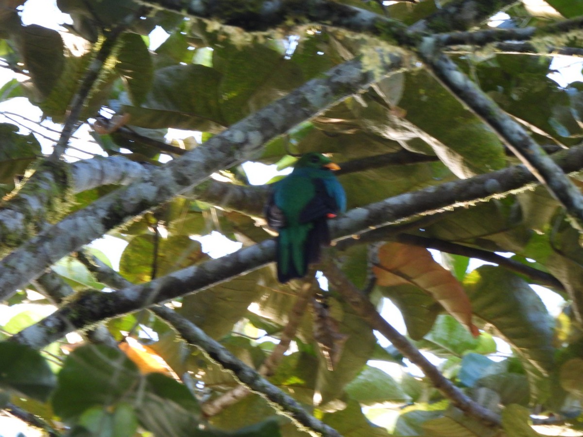 Golden-headed Quetzal - ML637711070
